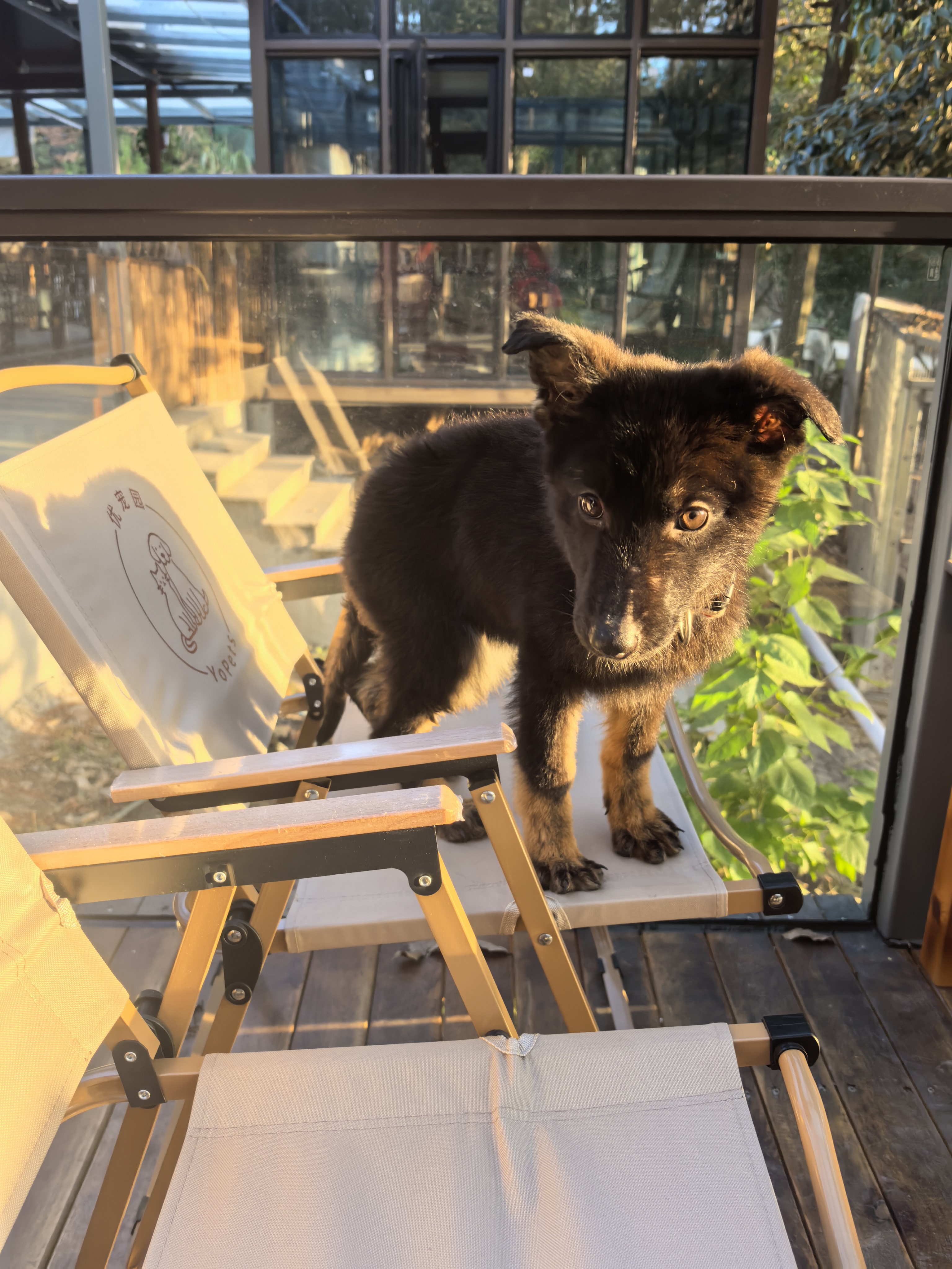 双血统带芯片+追踪器+信息牌